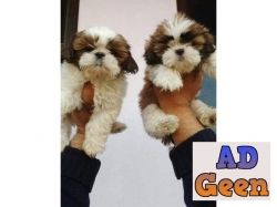Shih Tzu KCI and vaccination record available details whatsaap 8019630452